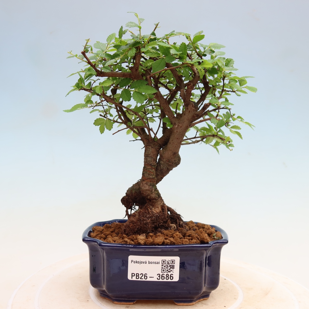 Pokój bonsai - Ulmus parvifolia - Wiąz drobnolistny