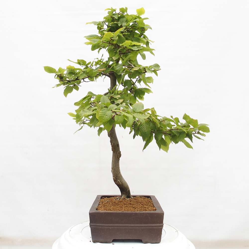 Bonsai zewnętrzne - Grab - Carpinus betulus
