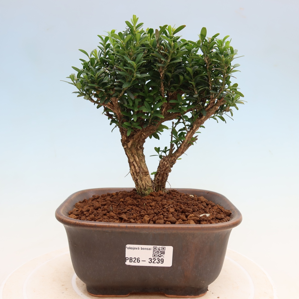 Pokój bonsai - Buxus harlandii - buxus korkowy