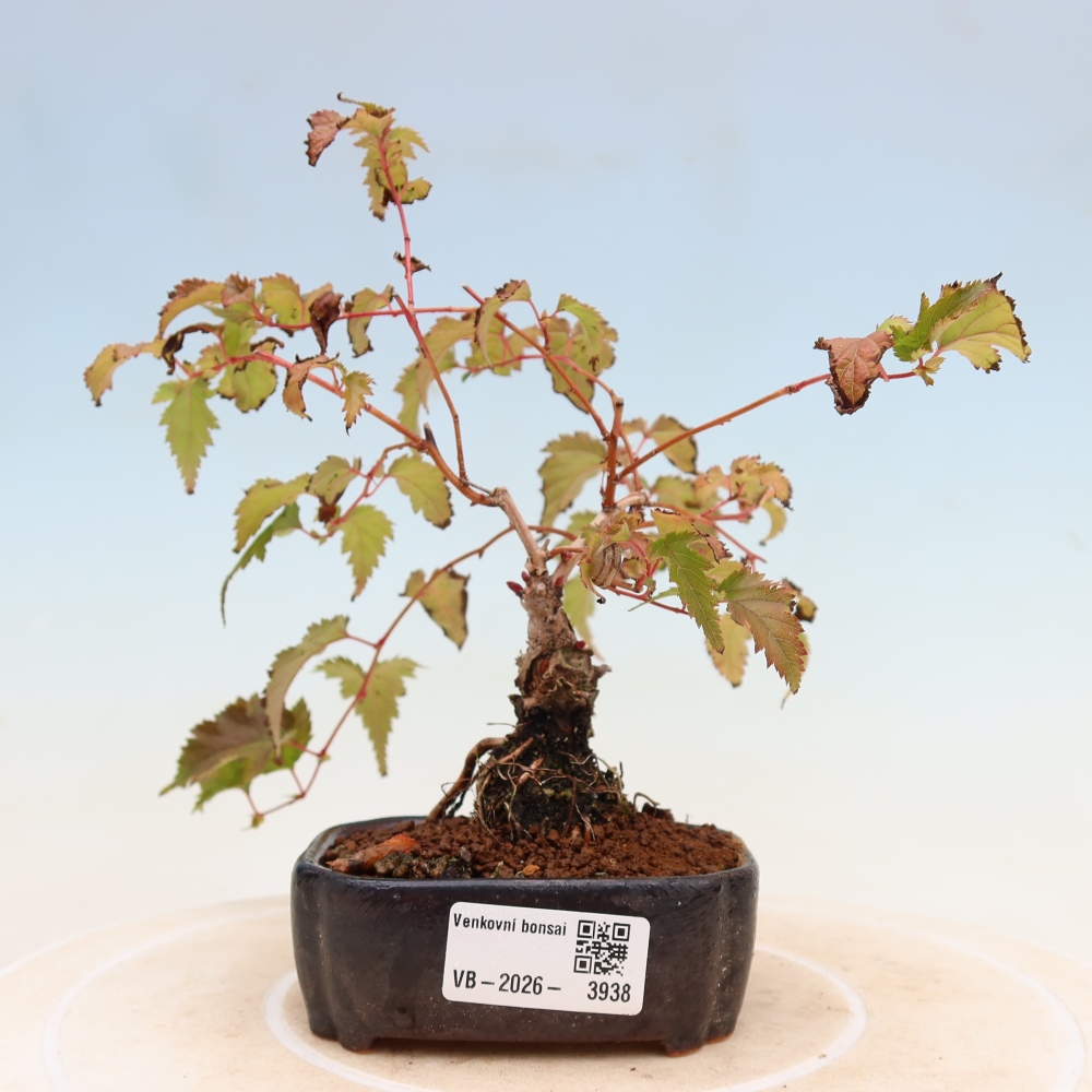 Bonsai ogrodowe – Stephanandra incisa – korona pochyła