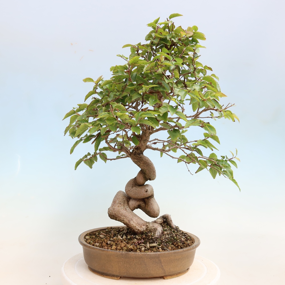 Outdoor bonsai - Carpinus CARPINOIDES - grab koreański