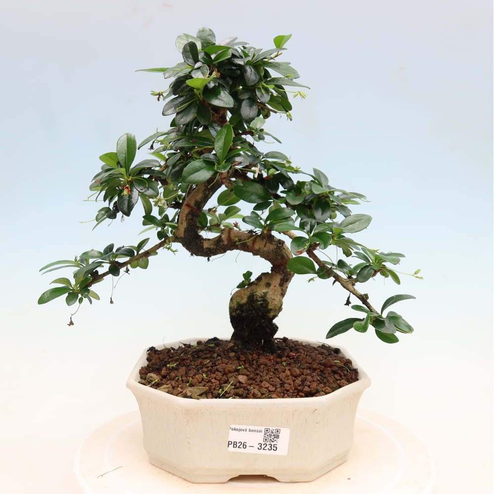 Bonsai pokojowe - Carmona macrophylla - Tea fuki