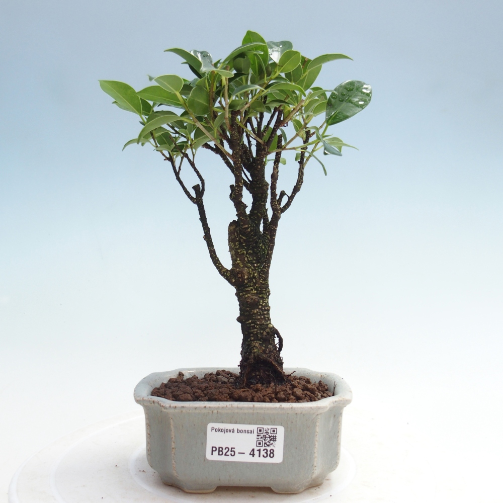 Pokój bonsai Ficus retusa kimmen