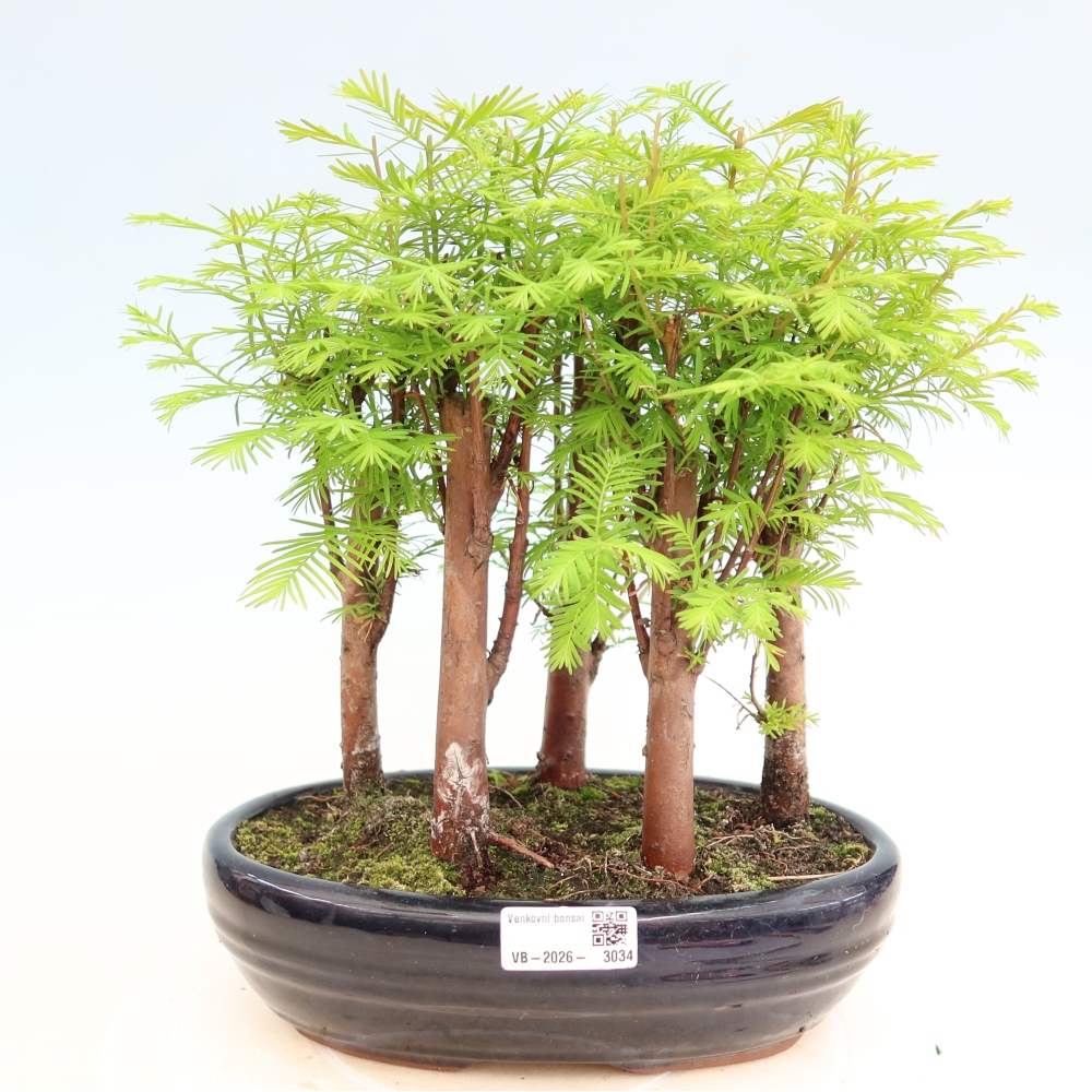 Bonsai ogrodowe – Metasequoia glyptostroboides – metasekwoja chińska – zagajnik