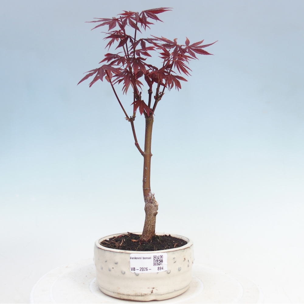 Bonsai na zewnątrz - Palma Acer. Atropurpureum-Javor palmate