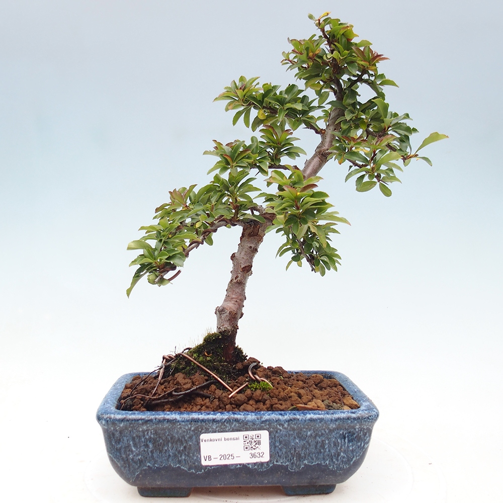 Outdoor Bonsai-Pyracanta Teton-Piekarnia