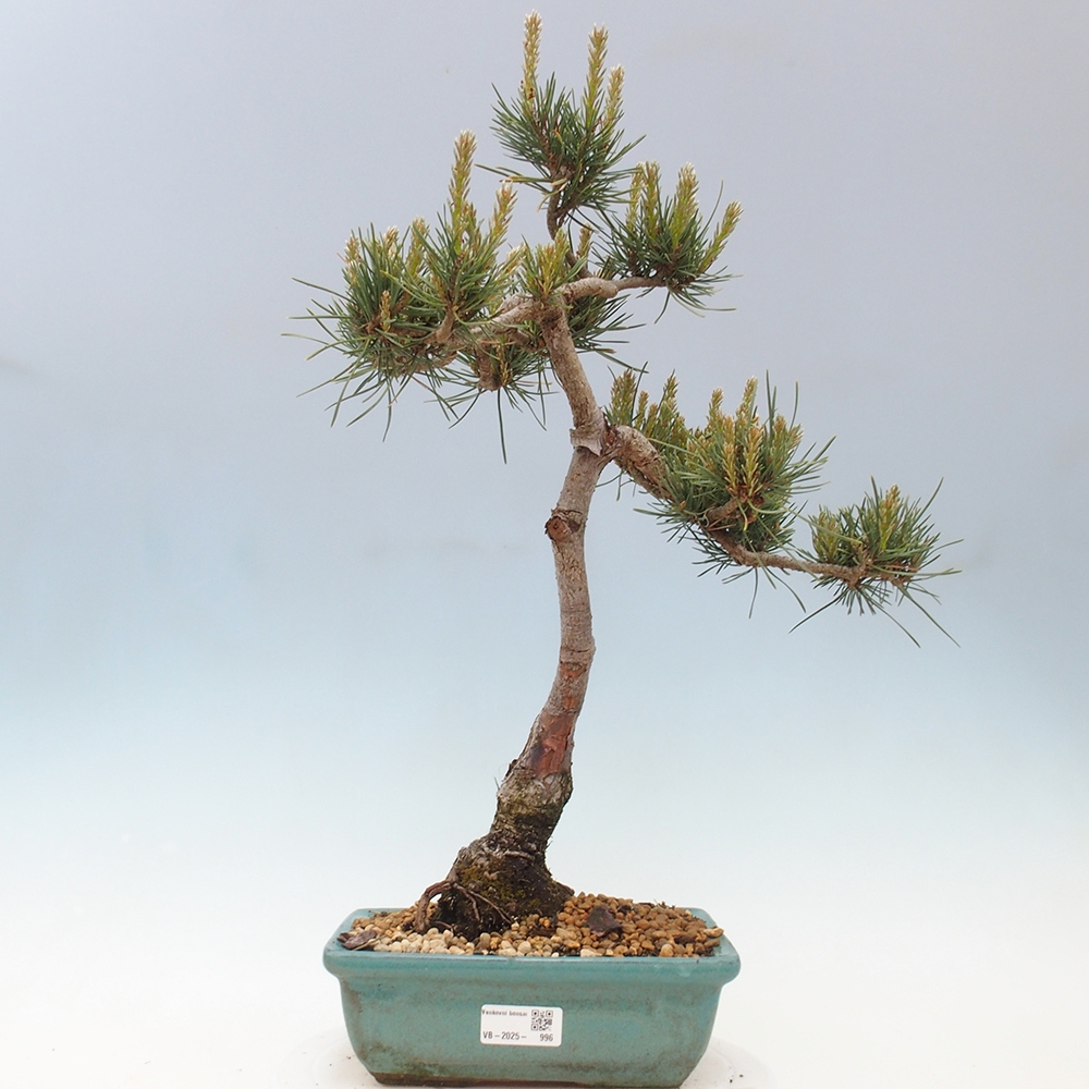 Outdoor bonsai - Pinus Sylvestris - sosna zwyczajna