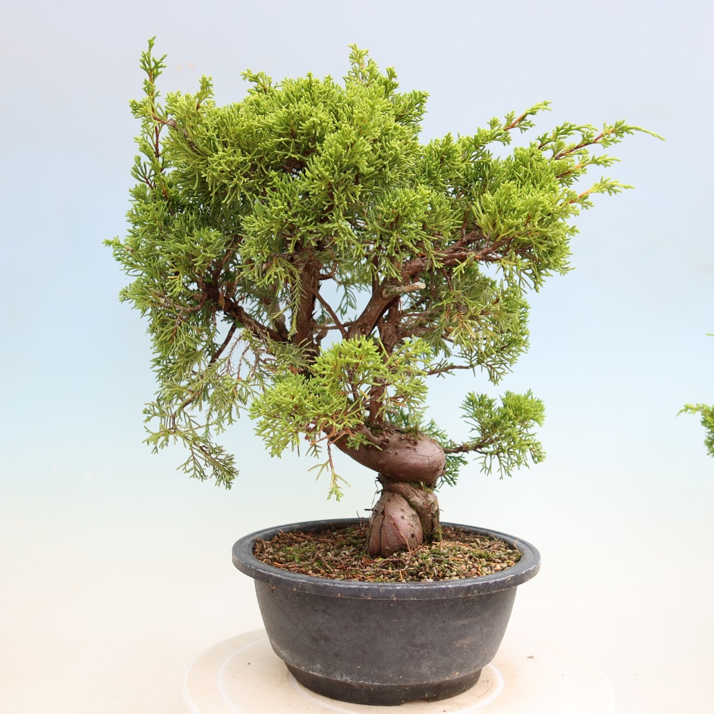 Bonsai ogrodowe – Juniperus chinensis Itoigawa – jałowiec chiński