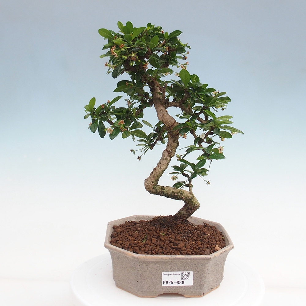 Pokój bonsai - Carmona macrophylla - Tea fuki