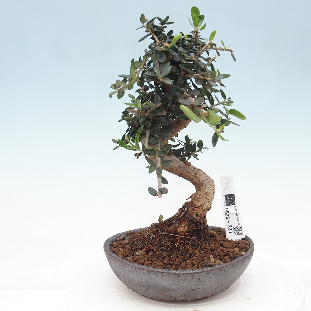 Bonsai do wnętrz - Olea europaea sylvestris