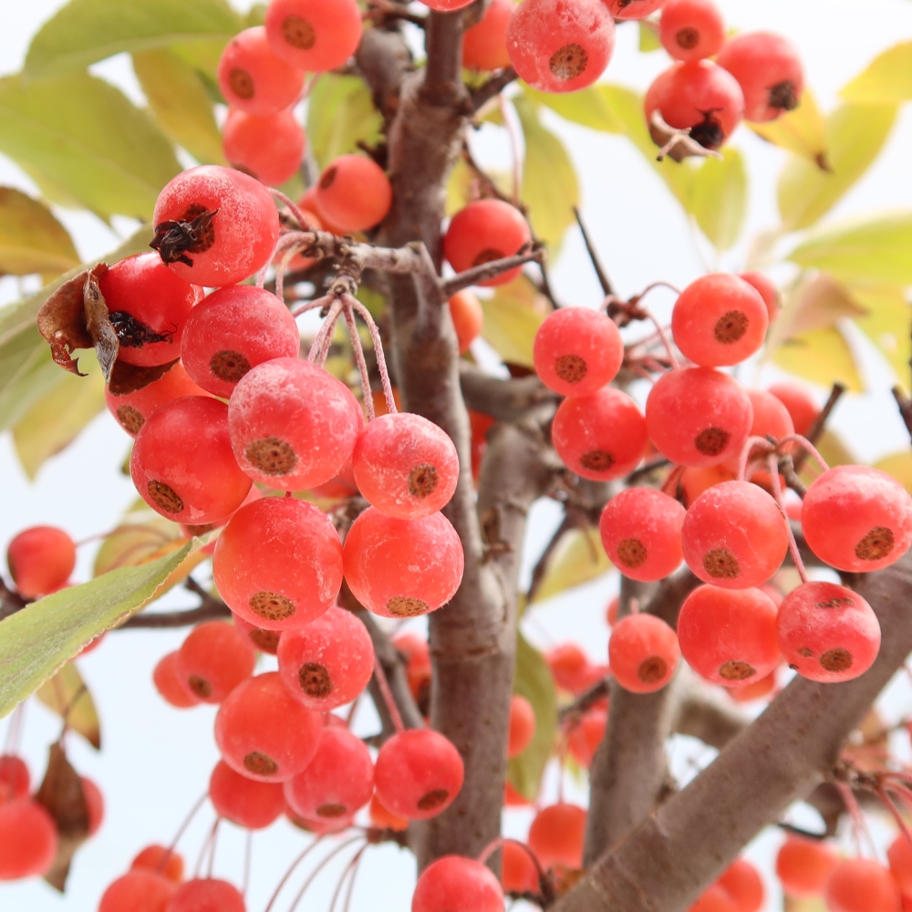Outdoor bonsai - Malus domestica - Jabłoń czerwonolistna o małych owocach