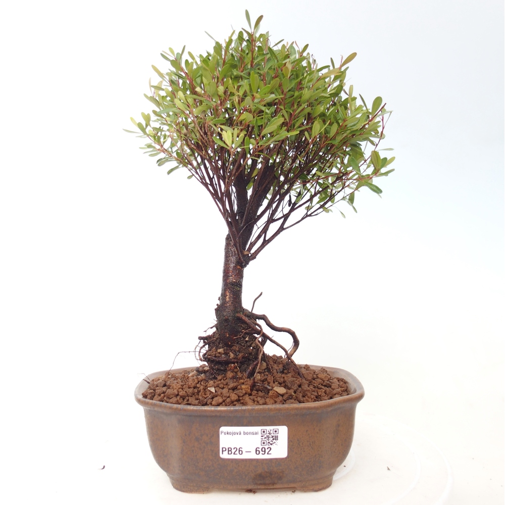 Pokój bonsai - Syzygium - Pimento