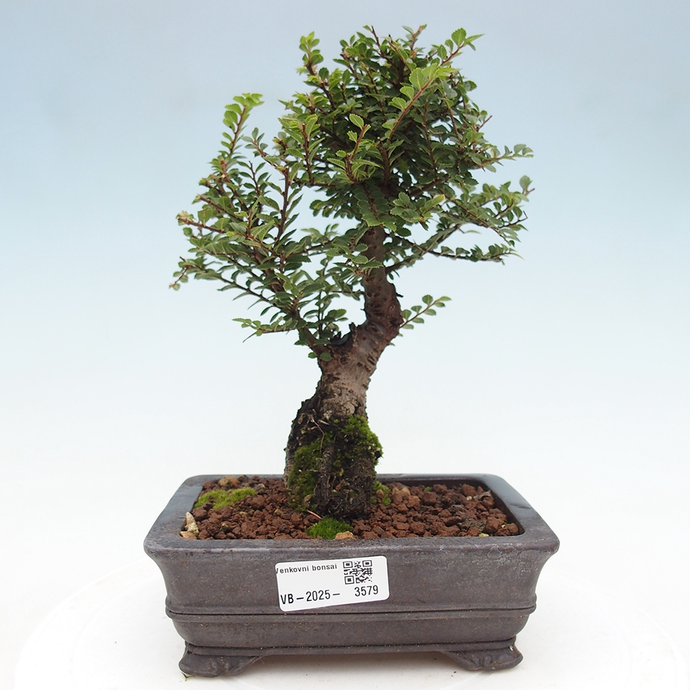 Bonsai zewnętrzne - Ulmus parvifolia Hokkaido - wiąz chiński