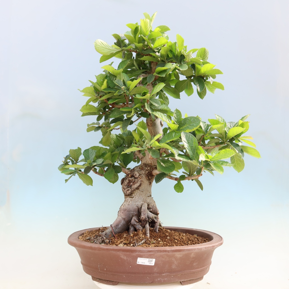 Bonsai ogrodowe – Photinia villosa