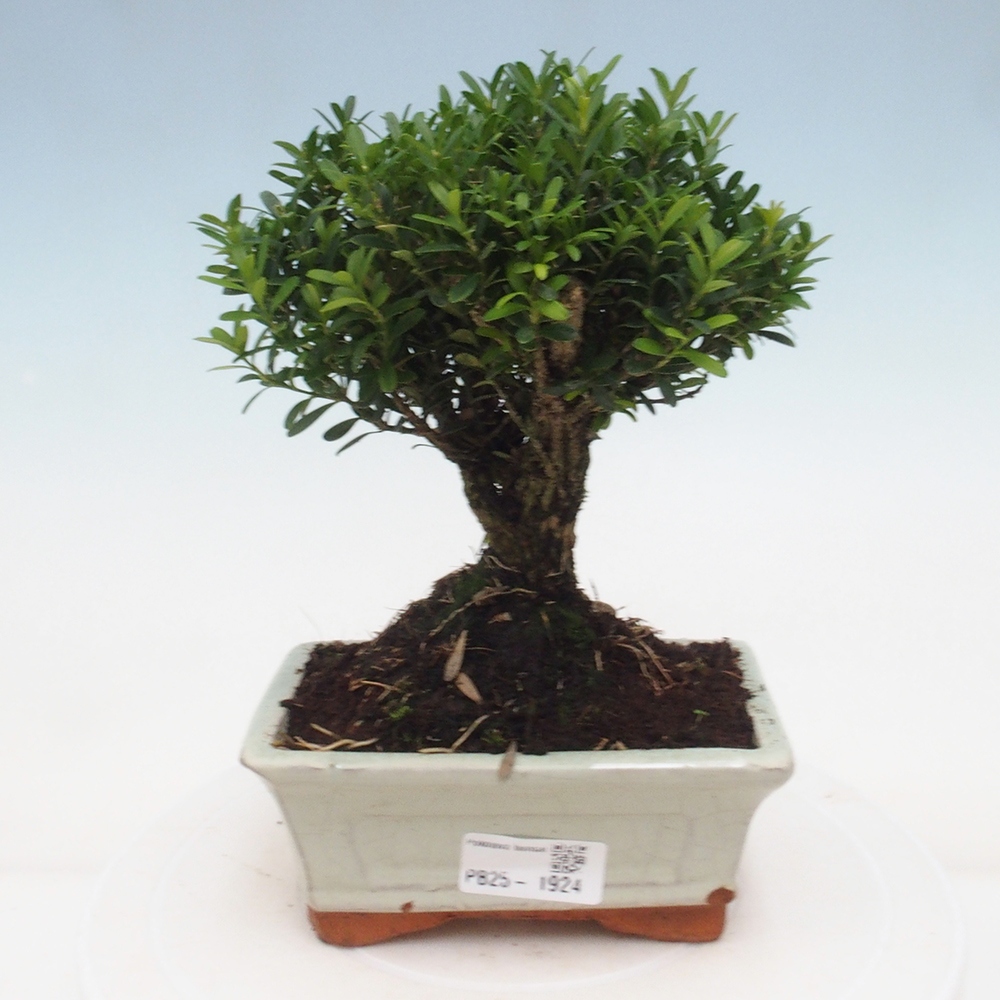 Kryty bonsai - Buxus harlandii - Bukszpan korkowy