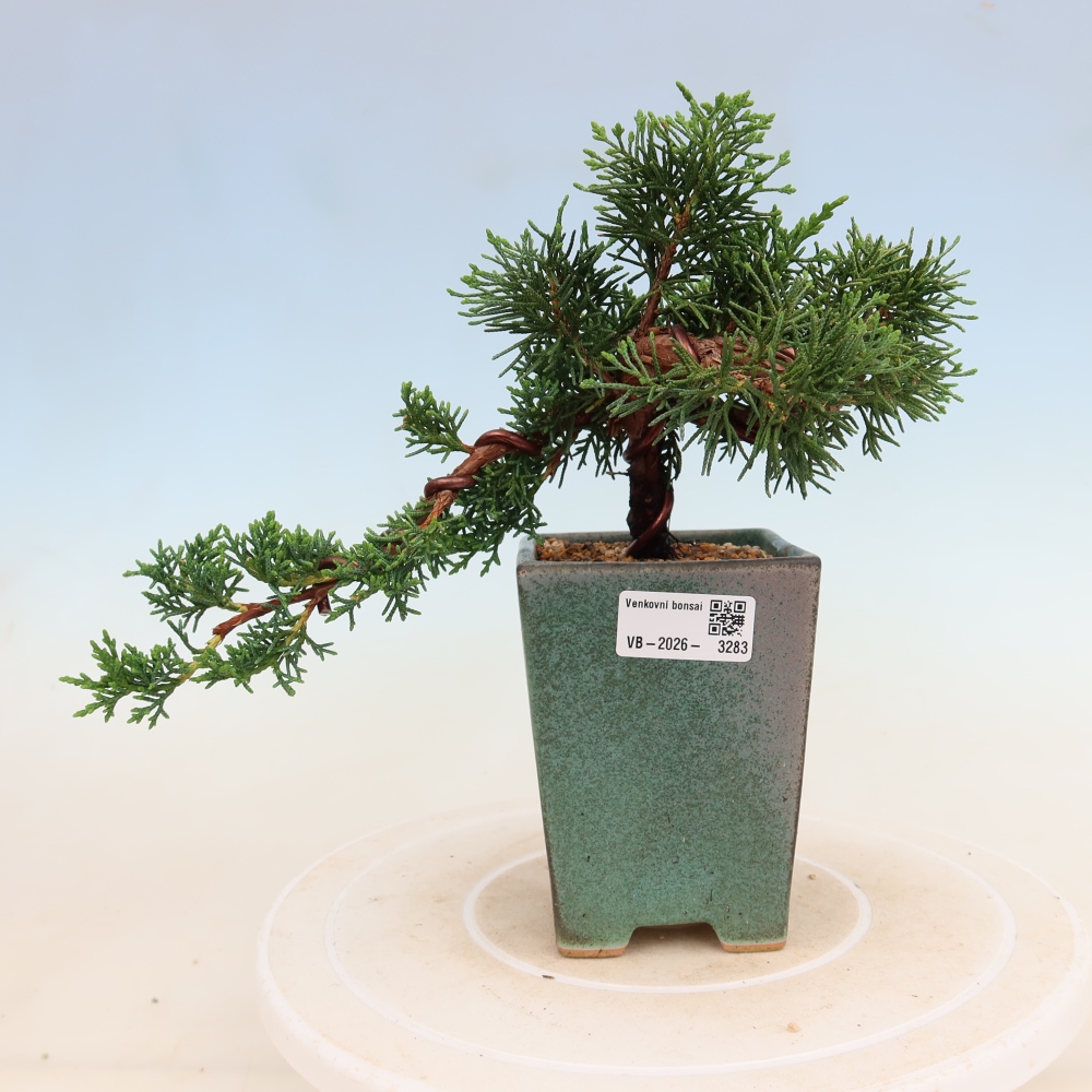 Outdoor bonsai - Juniperus chinensis Kishu