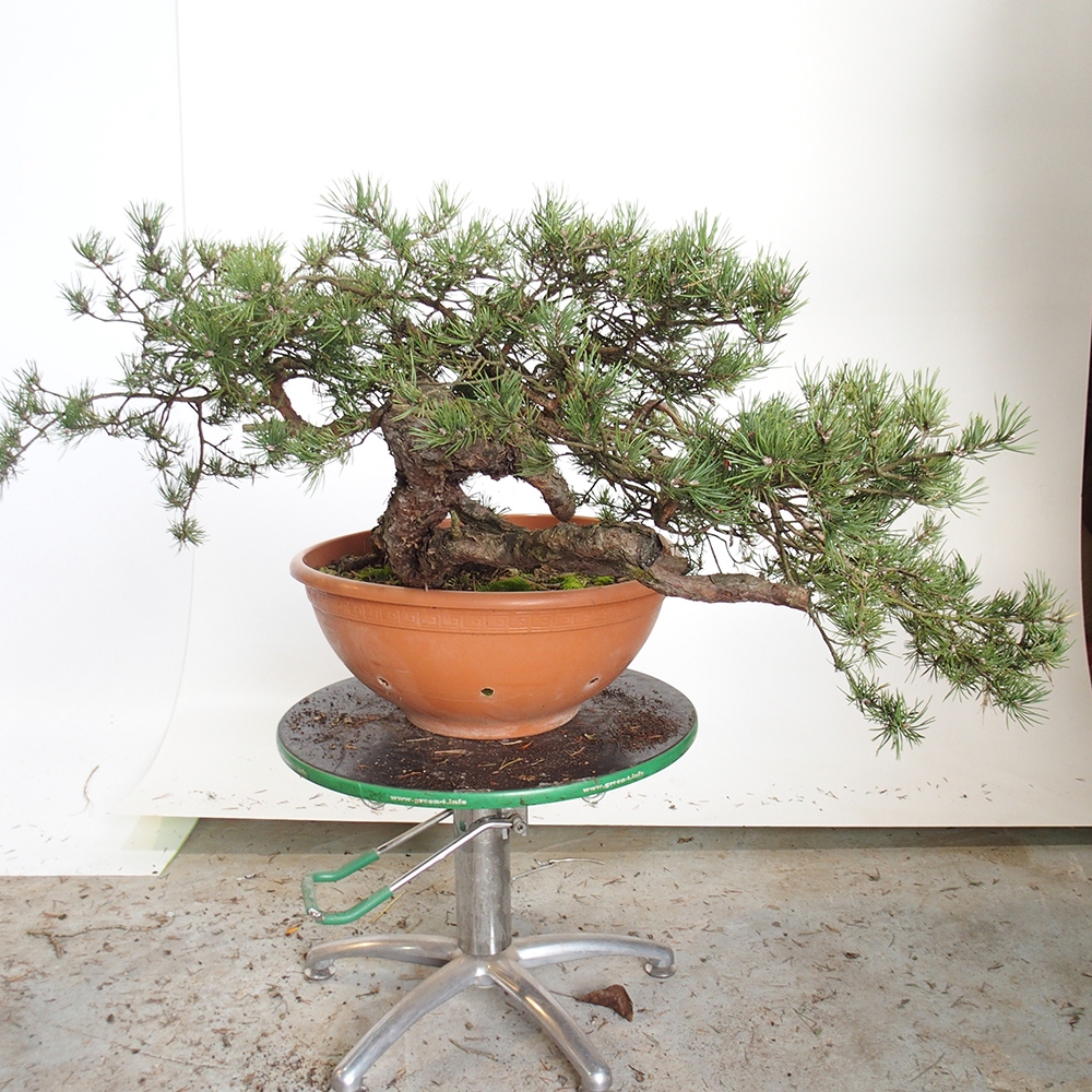 Yamadori - Pinus sylvestris Hiszpania