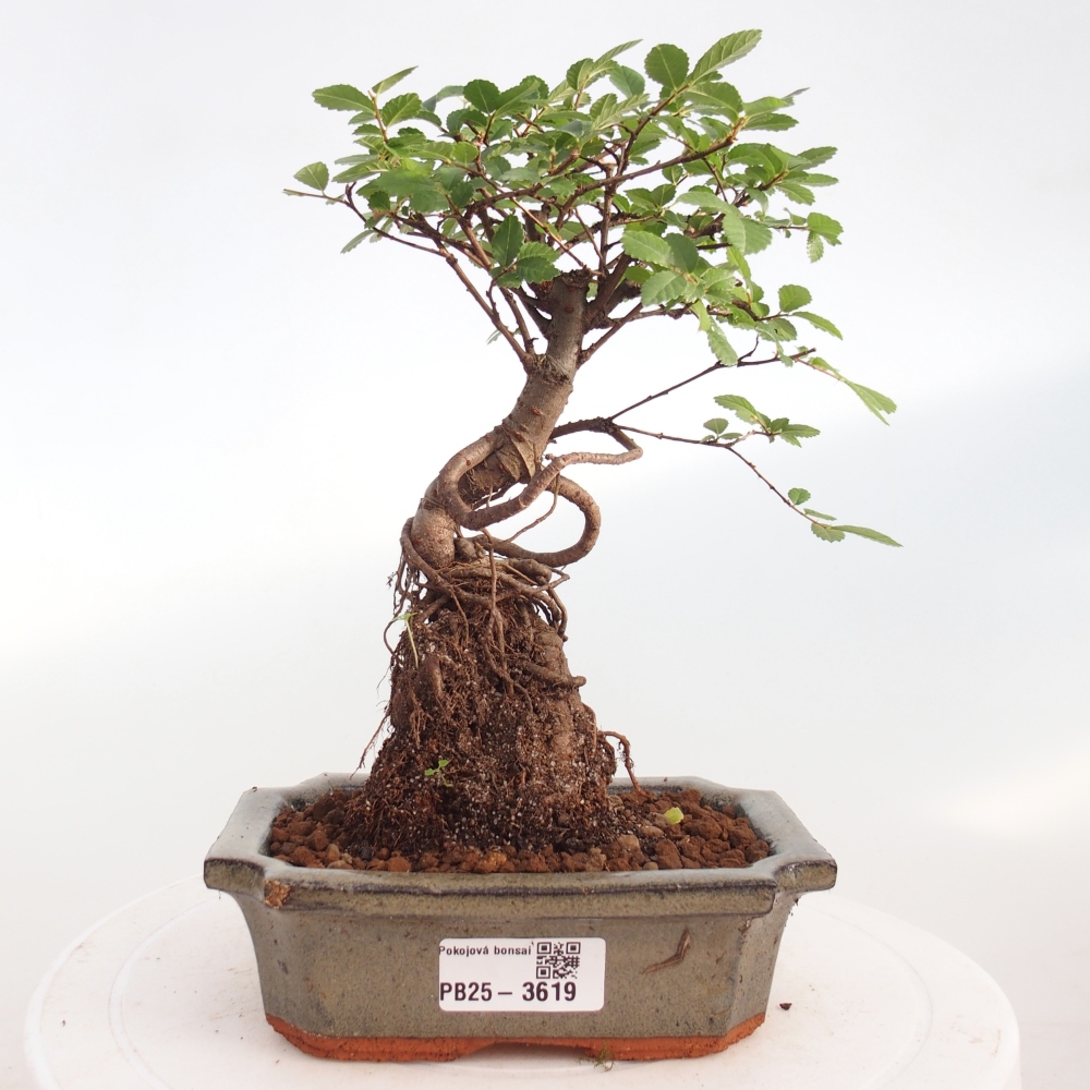 Pokój bonsai - Ulmus parvifolia - Wiąz drobnolistny