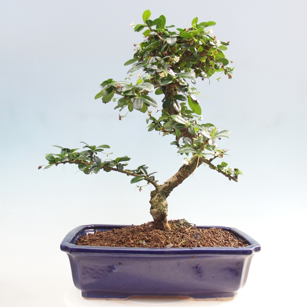 Bonsai pokojowe - Carmona macrophylla - Tea fuki