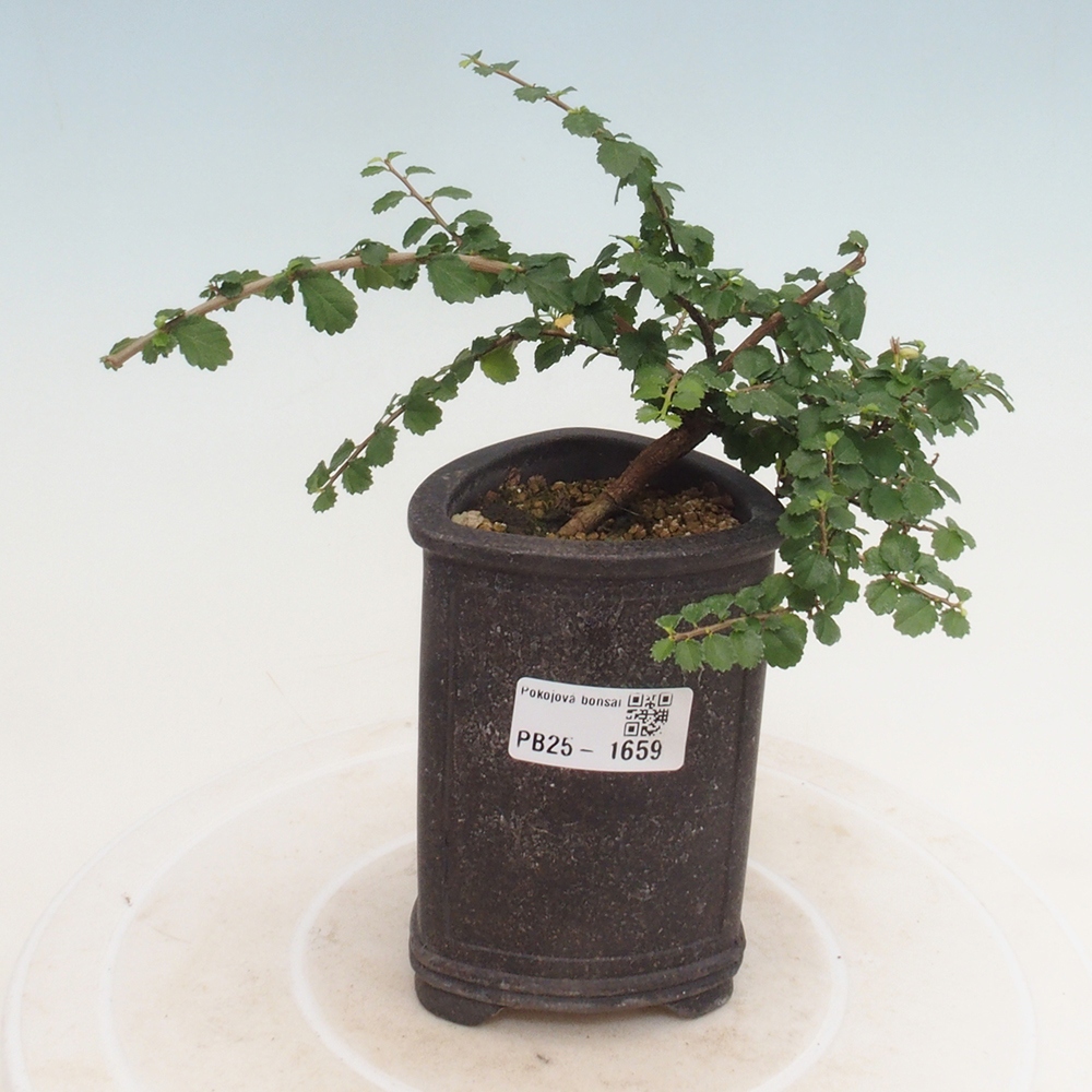 Bonsai wewnętrzne - Grewia sp. - Grewie drobnolistne