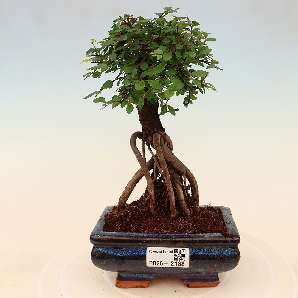 Pokój bonsai - Ulmus parvifolia - Wiąz drobnolistny