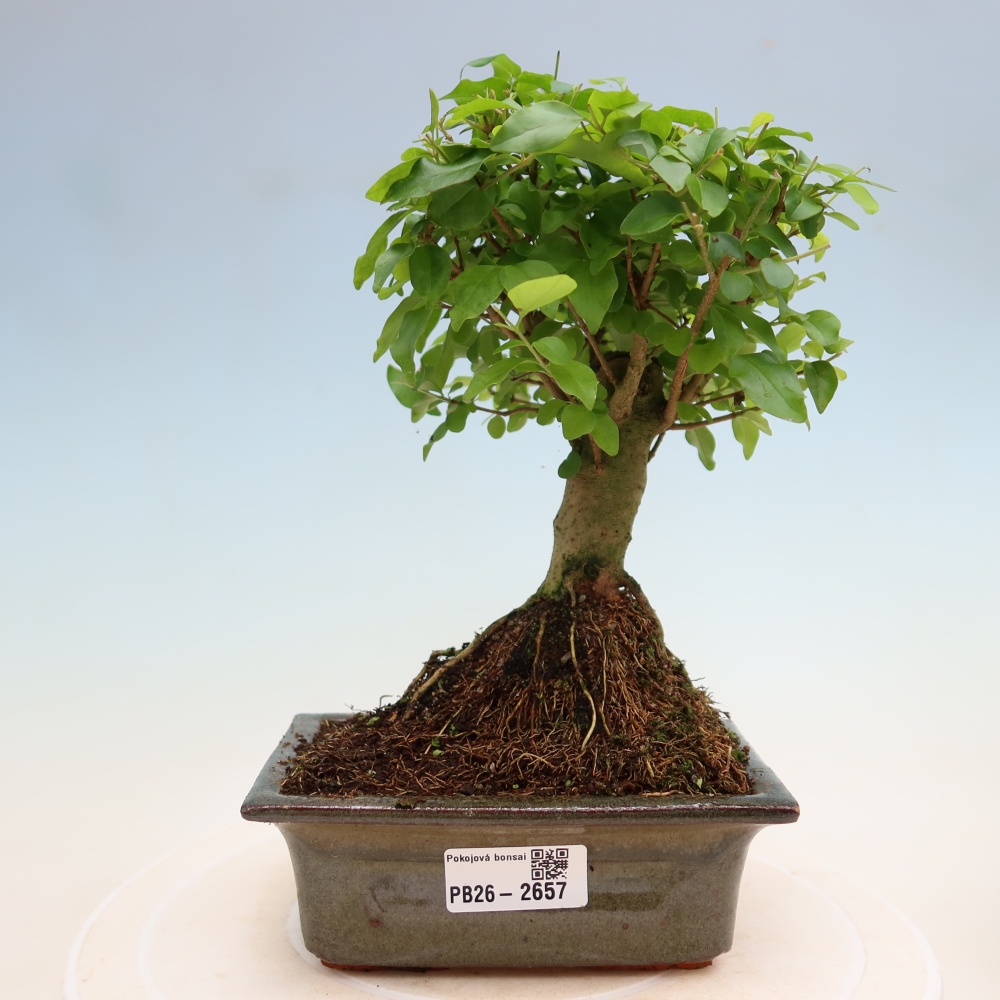 Pokój bonsai - Ligustrum chinensis - Dziób ptaka