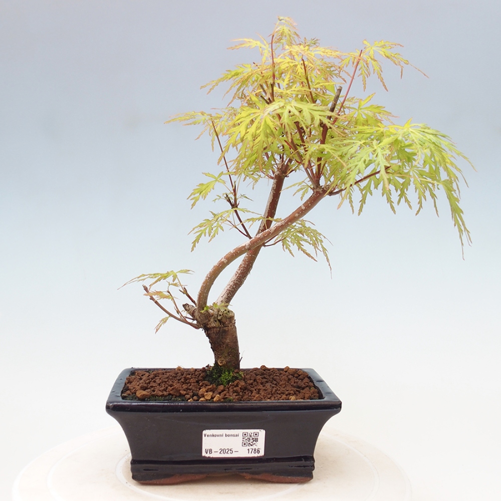 Outdoor bonsai - Acer palmatum Dissectum - Klon japoński 