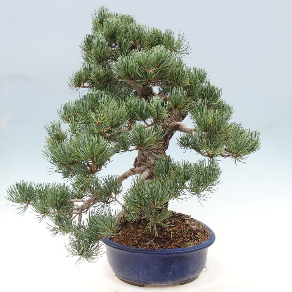 Outdoor bonsai - Pinus parviflora - Mała sosna