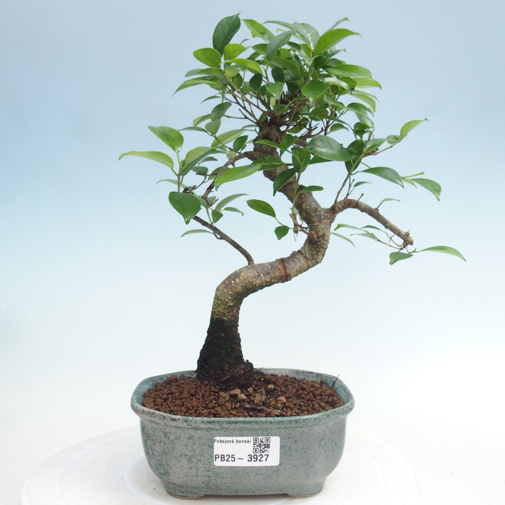 Pokój bonsai - Ficus retusa - figowiec drobnolistny