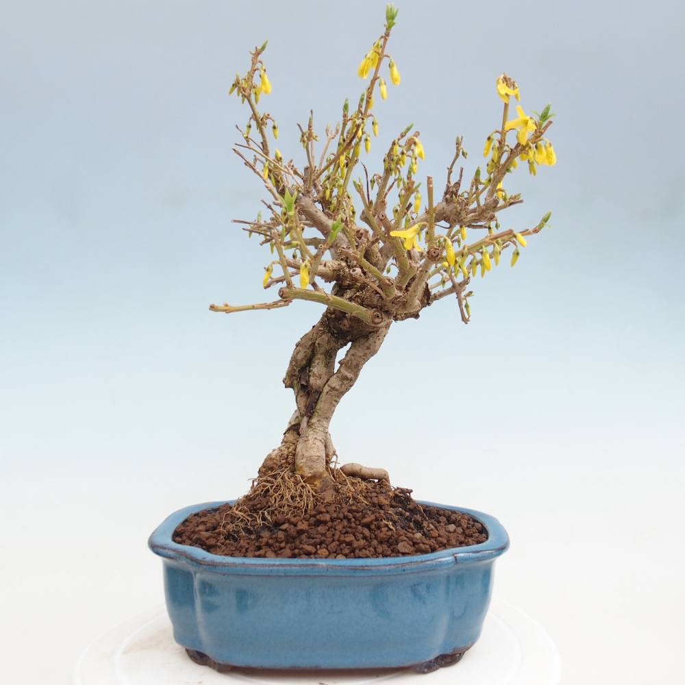 Outdoor bonsai - Zlatice - Forsycja koreańska