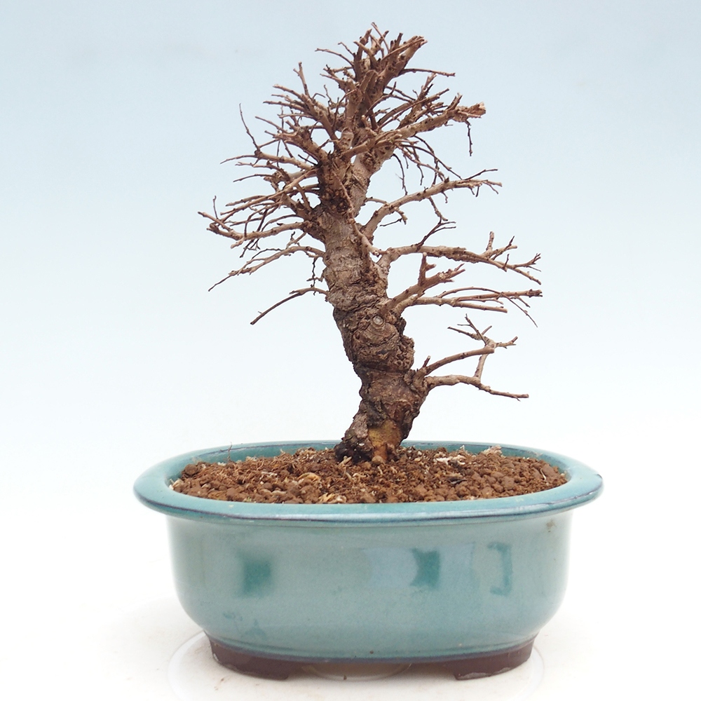 Bonsai zewnętrzne - Zelkova - Zelkova NIRE