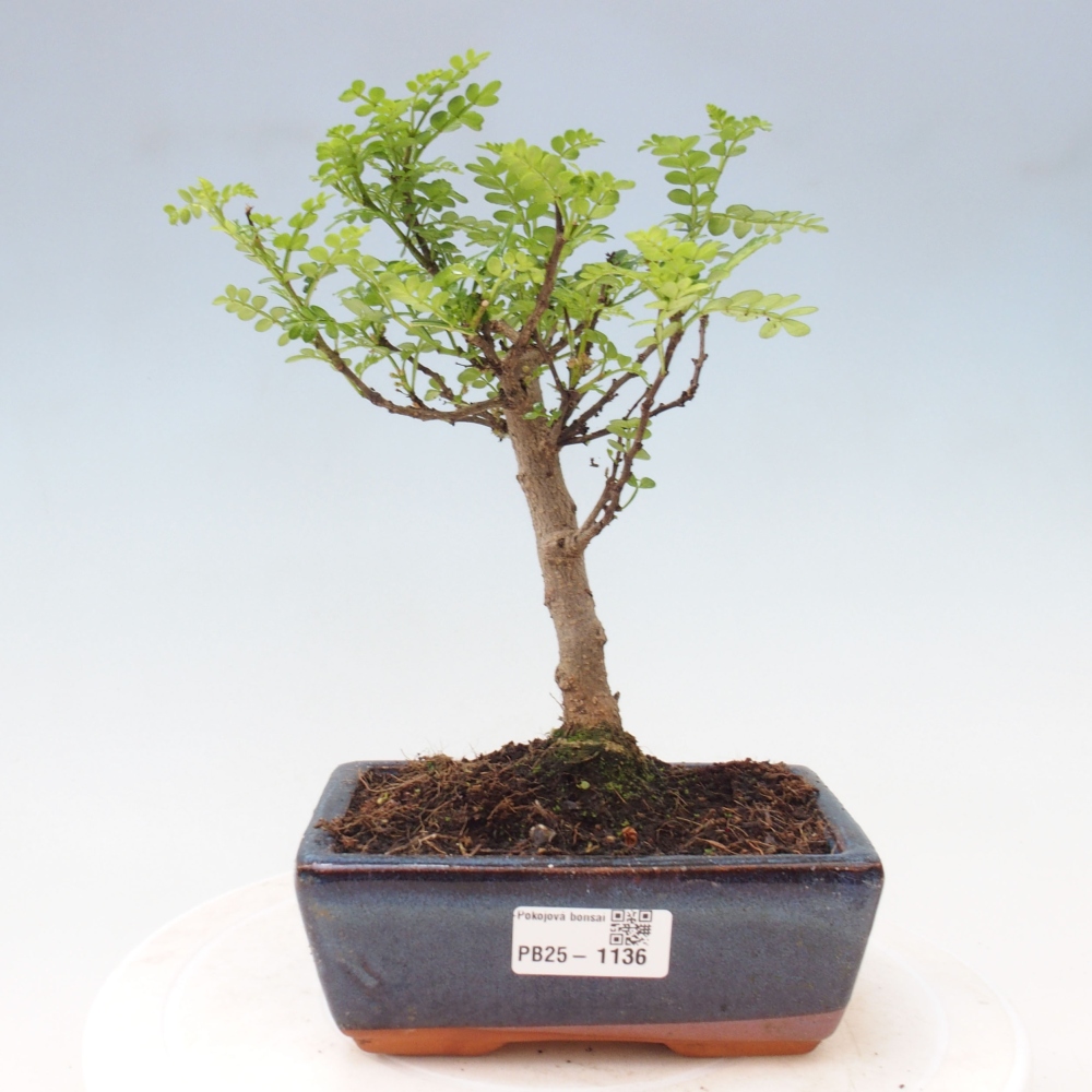 Kryty bonsai - Zantoxylum piperitum - Mięta pieprzowa