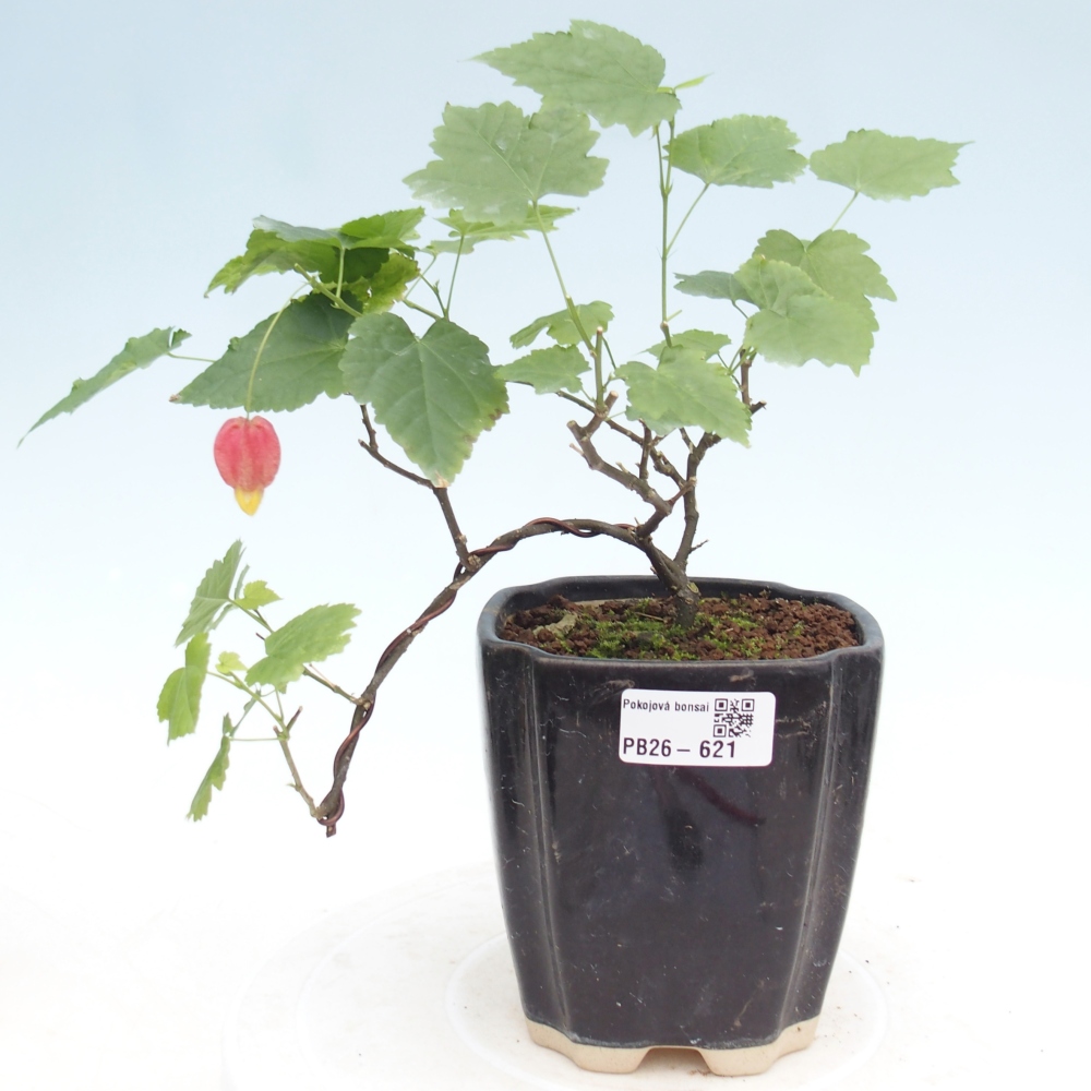Bonsai domowe - Abutilon Big Bell - Cloudberry