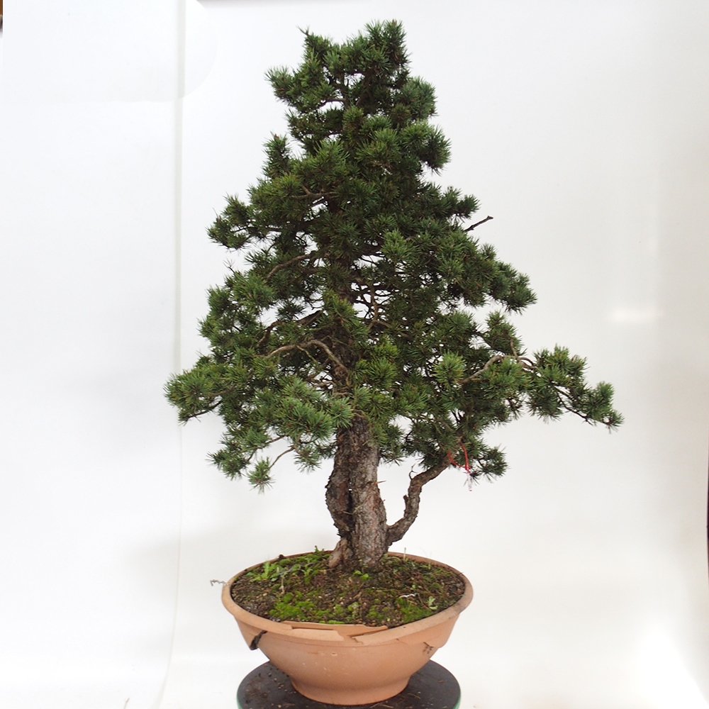 Yamadori - Pinus sylvestris Hiszpania