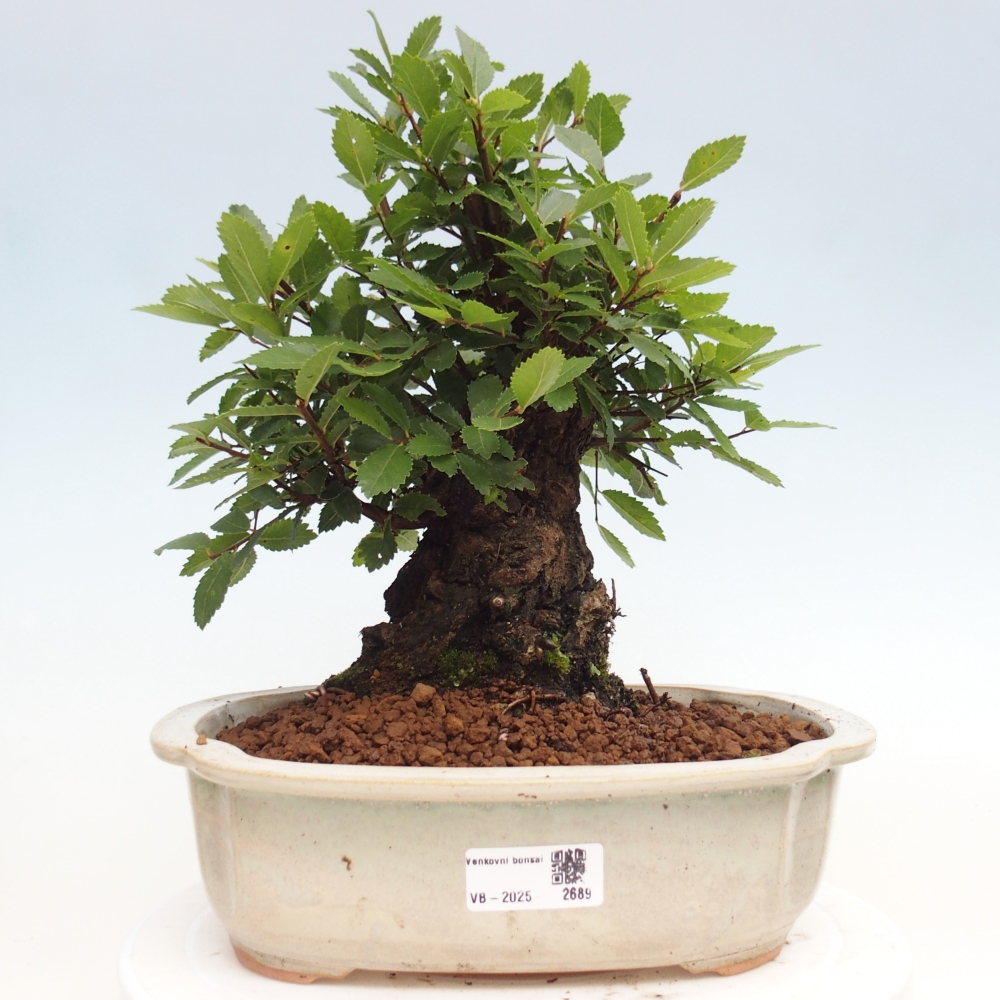 Outdoor bonsai - Zelkova - Zelkova NIRE