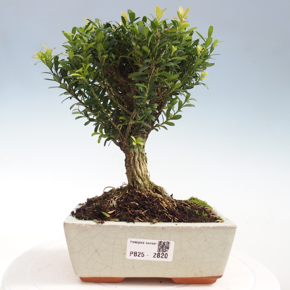 Pokój Bonsai - Buxus harlandii - Bukszpan korkowy