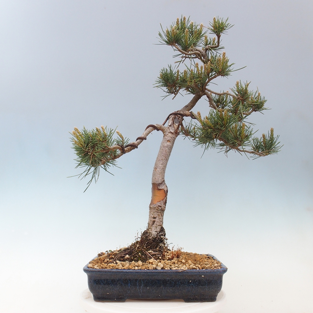 Outdoor bonsai - Pinus Sylvestris - sosna zwyczajna
