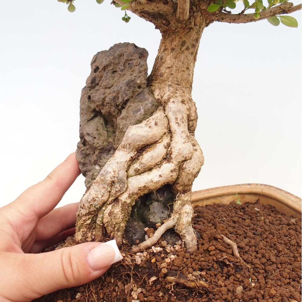 Bonsai zewnętrzne - Berberis coreana