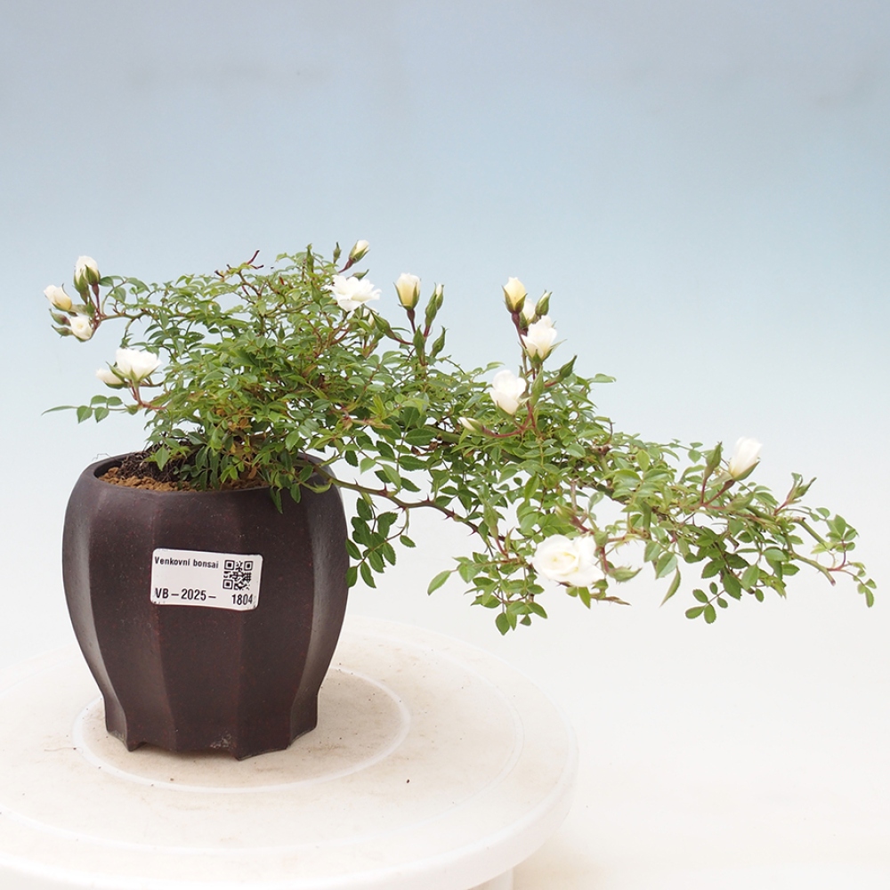 Bonsai na zewnątrz - Rosa Sea Foam - róża 