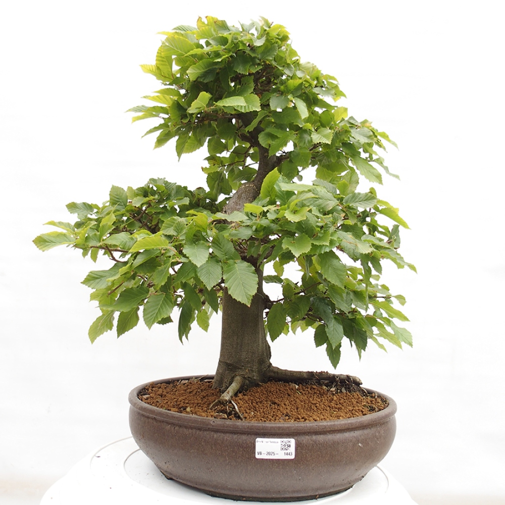 Bonsai zewnętrzne - Grab - Carpinus betulus