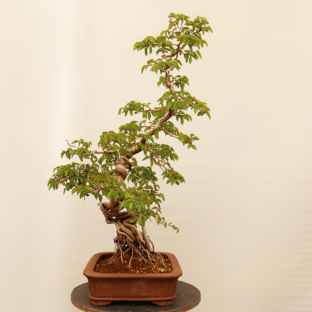Bonsai plenerowe - Carpinus Coreana - grab koreański