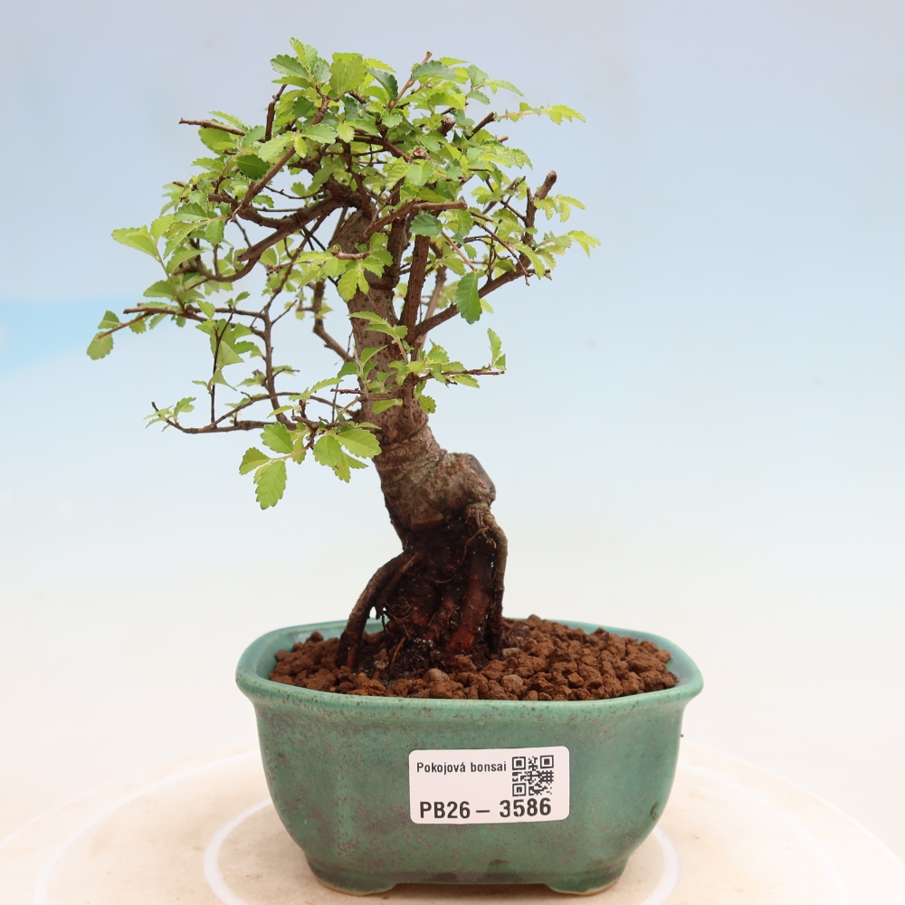 Pokój bonsai - Ulmus parvifolia - Wiąz drobnolistny