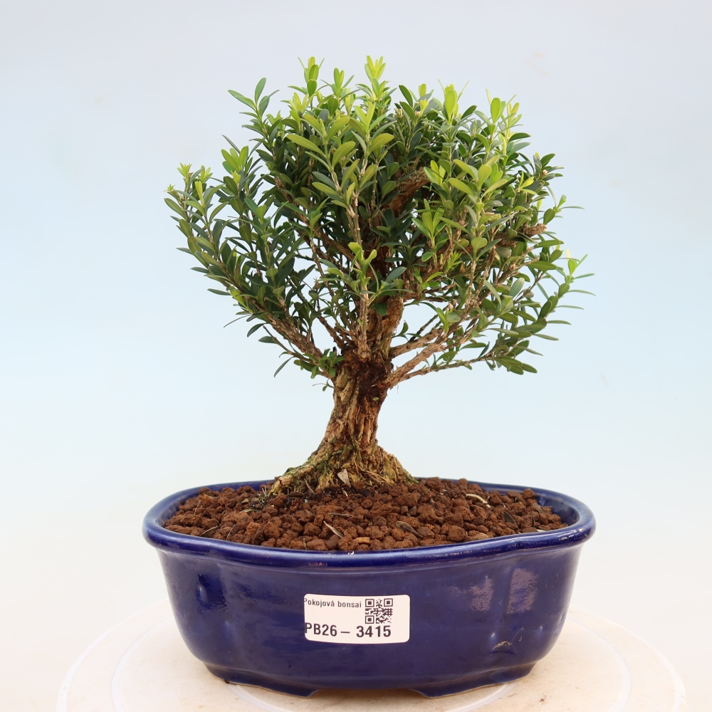 Pokój bonsai - Buxus harlandii - buxus korkowy