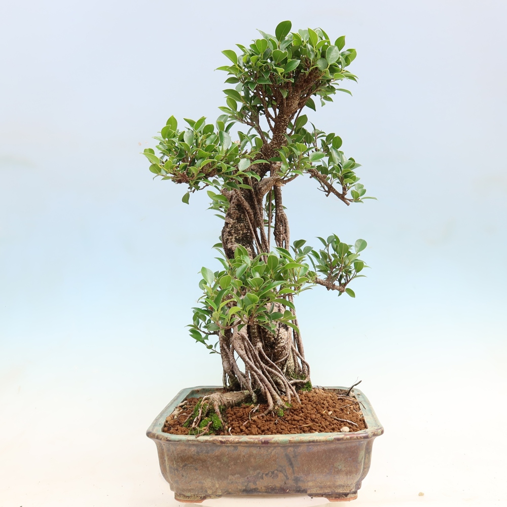 Pokój bonsai - Ficus kimmen - figowiec drobnolistny