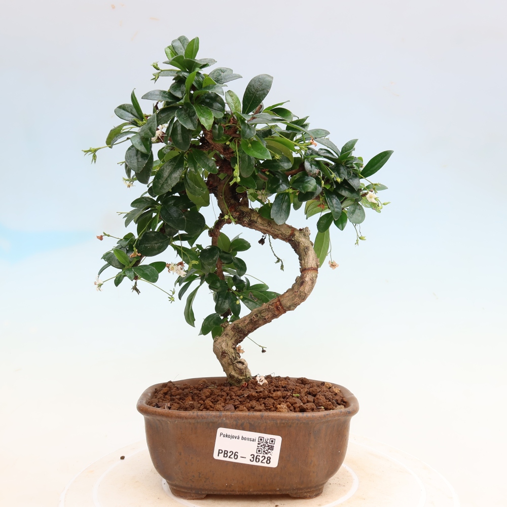 Bonsai pokojowe - Carmona macrophylla - Tea fuki