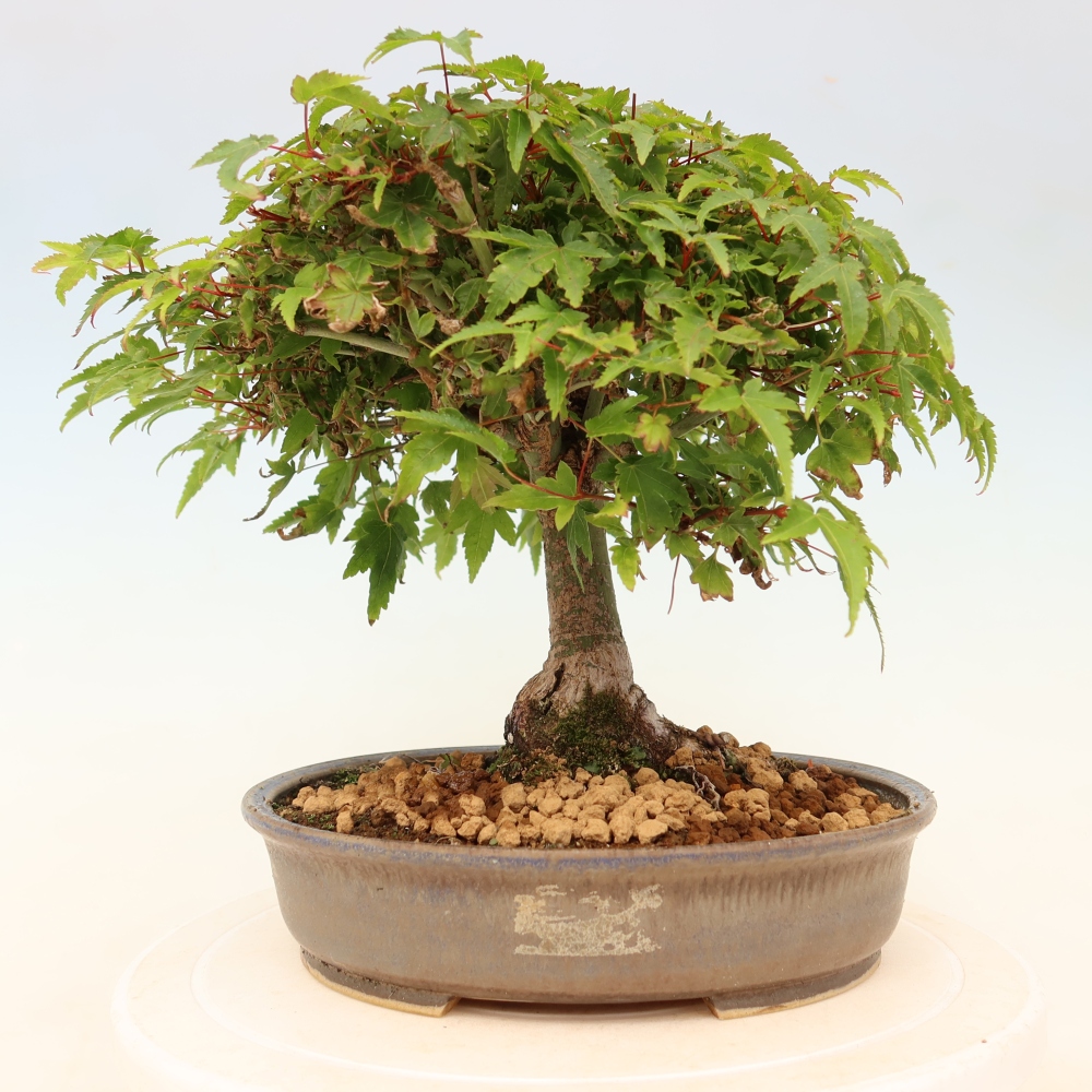 Acer palmatum KIOHIME - klon palmowy