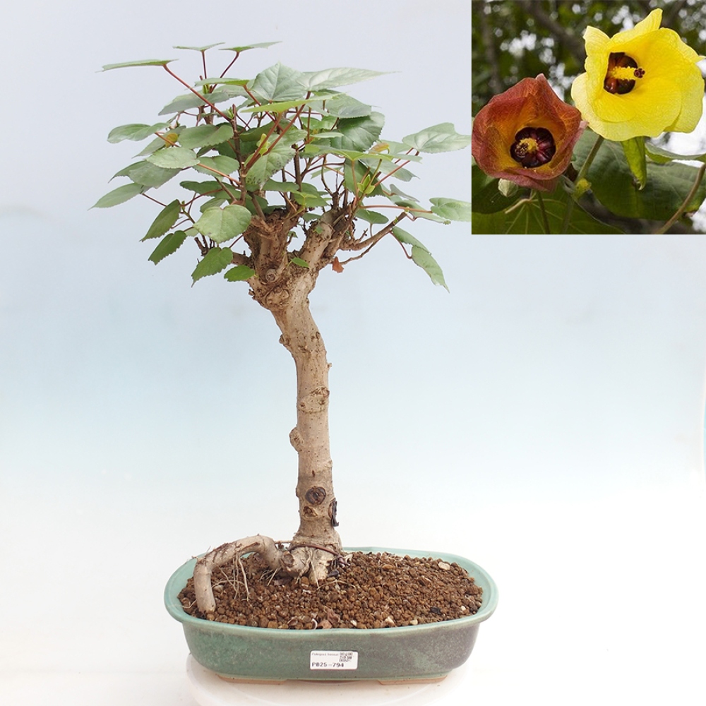Bonsai do wnętrz - Hibiscus tiliaceus - Hibiskus morski