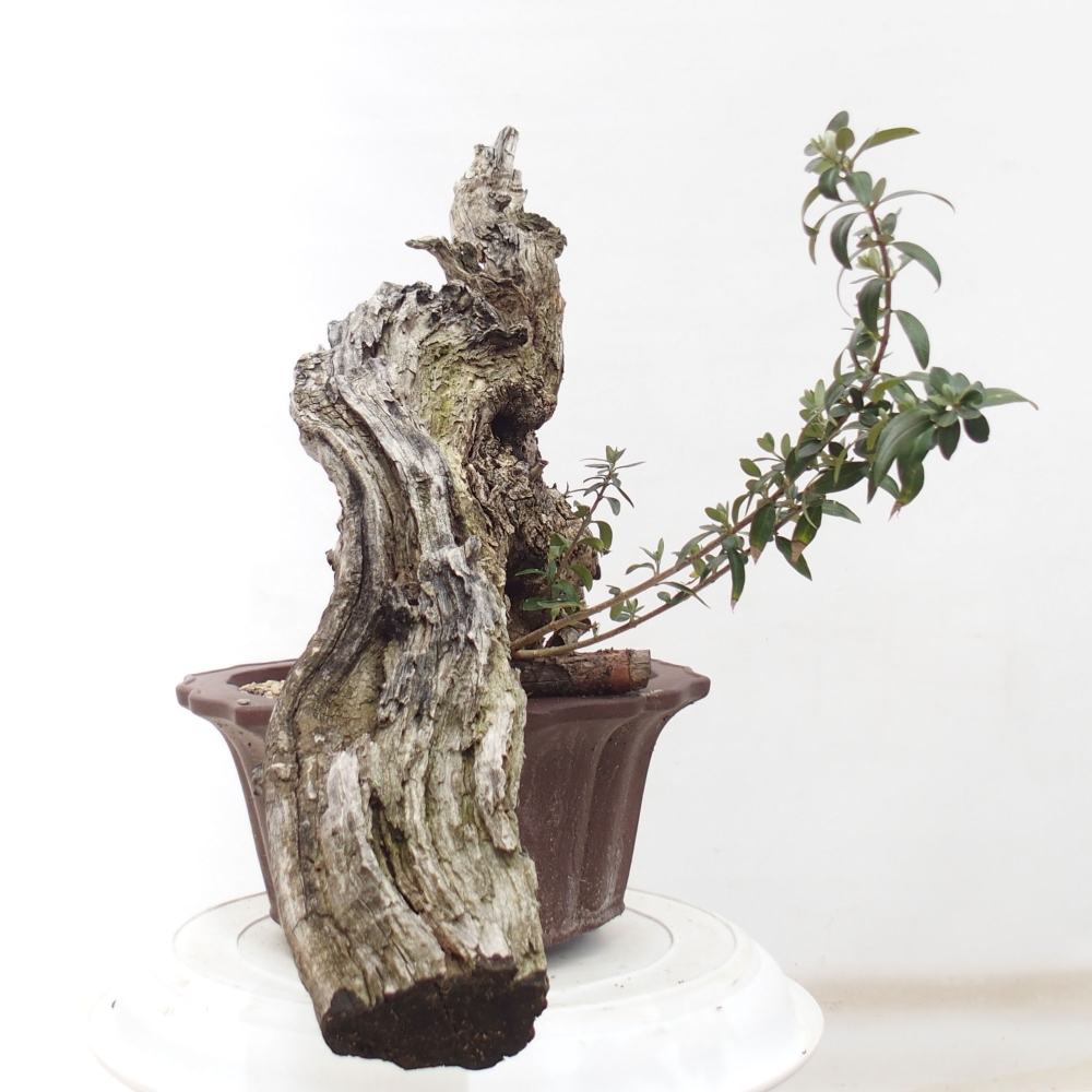 Kryte bonsai - Olea europaea sylvestris - Europejska oliwa z małych liści