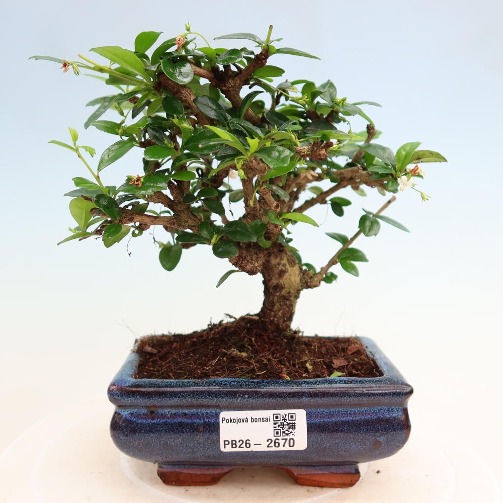 Bonsai pokojowe - Carmona macrophylla - Tea fuki