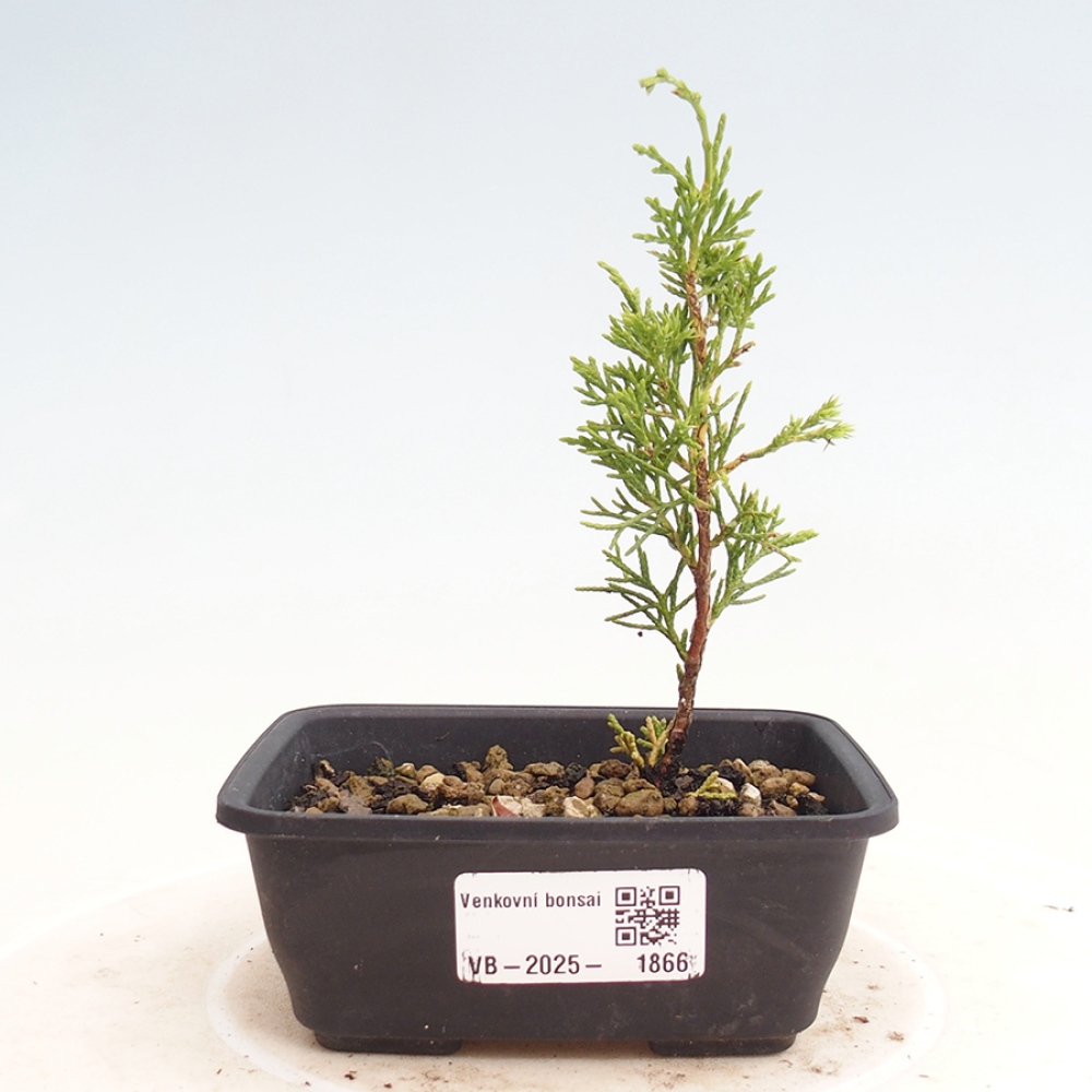 Outdoor bonsai - Juniperus chinensis Itoigawa - Jałowiec chiński
